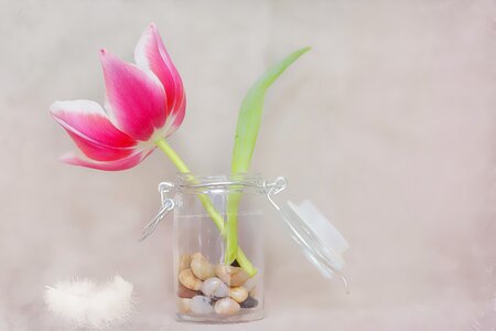 Spring flower spring vase photo