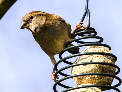 Songbird nature animal