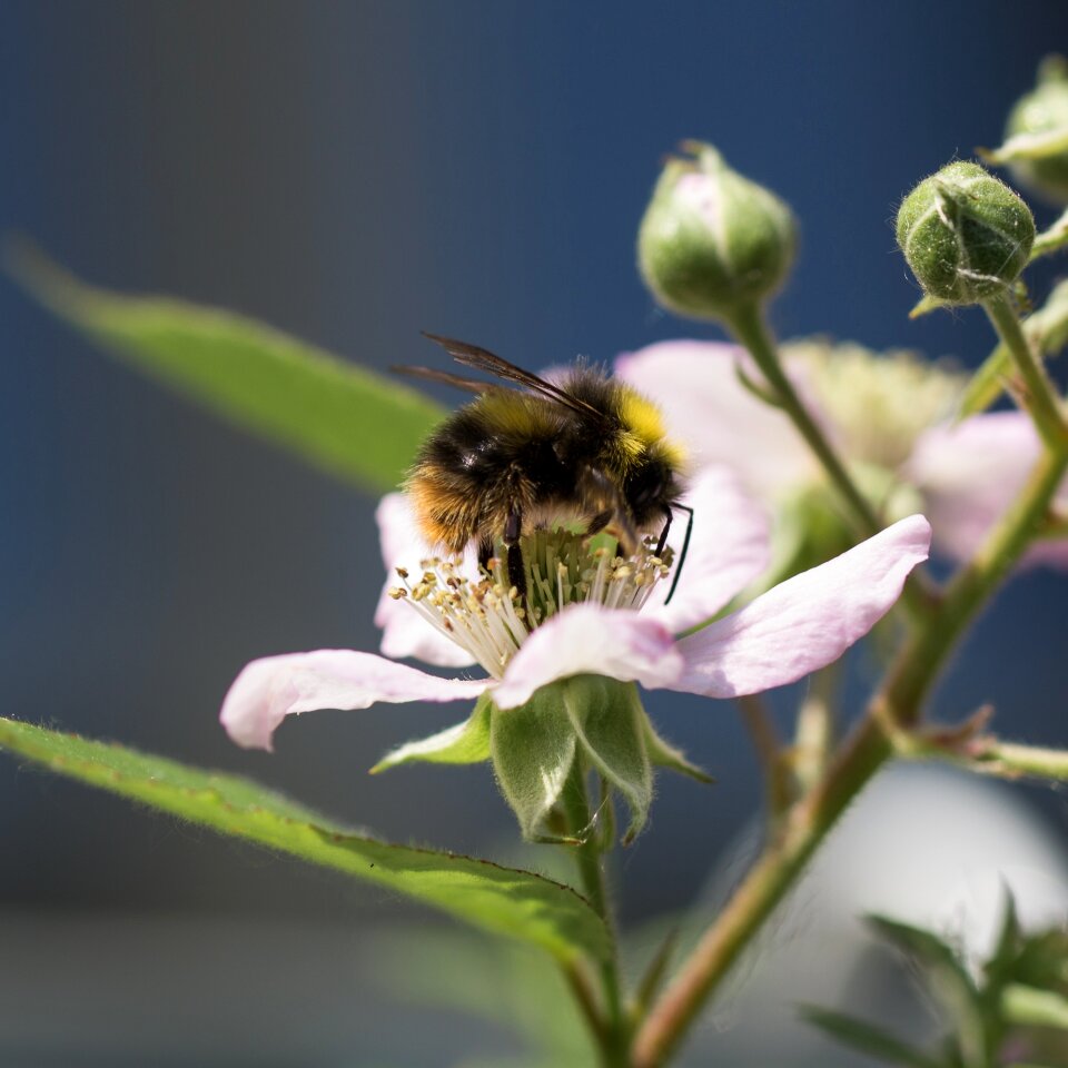 Blossom bloom pollen