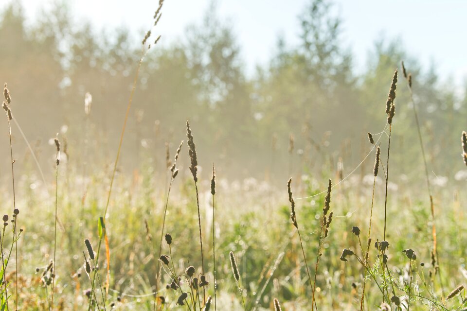 Sunlight siberia meadows