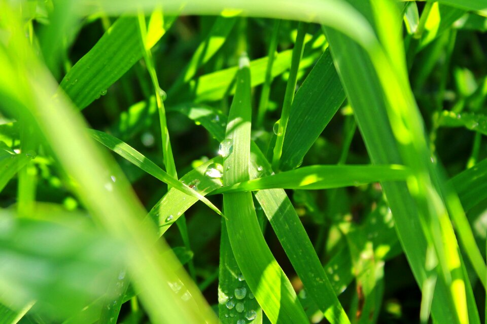 Blades of grass nature green photo