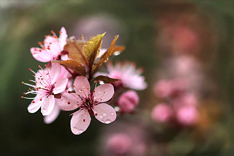 Tree prunus cerasifera spring