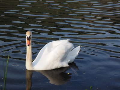 Wing nature white