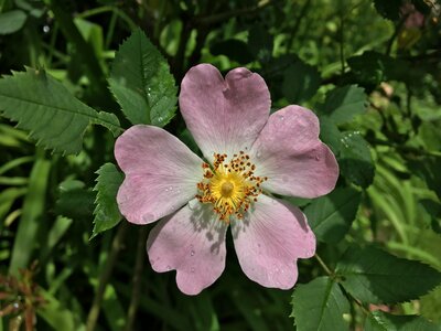 Simply five petals