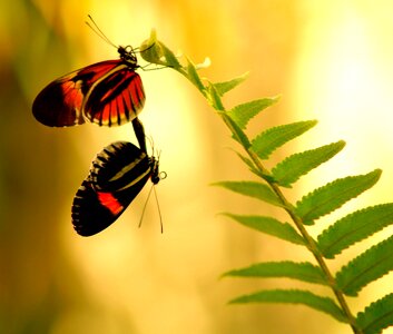 Wings nature insect