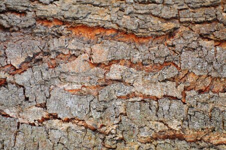 Wood old tree texture