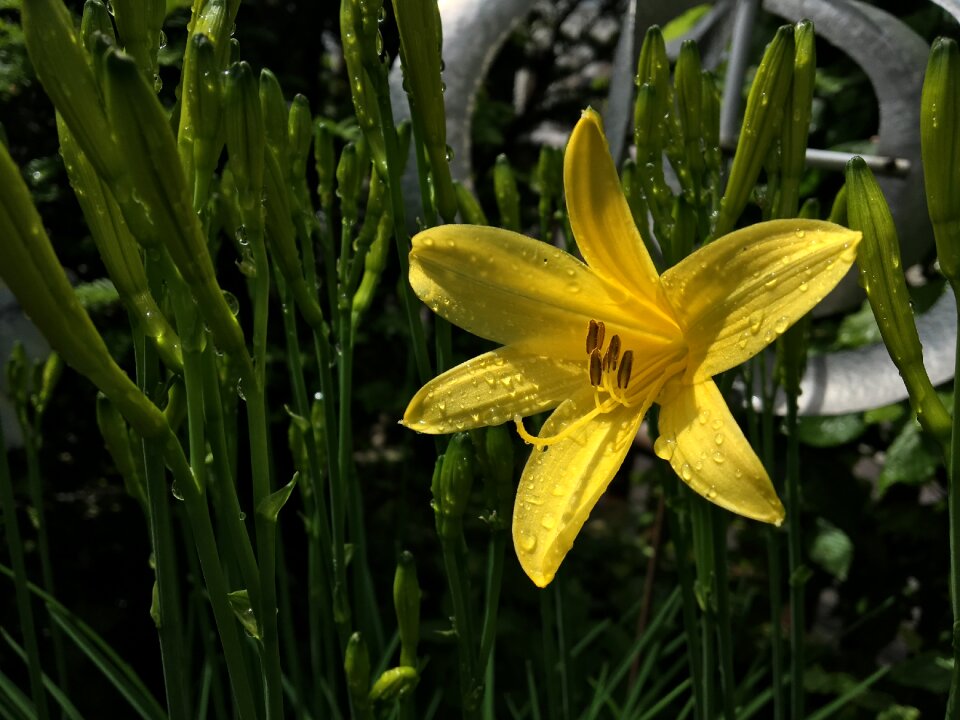 Bloom nature plant