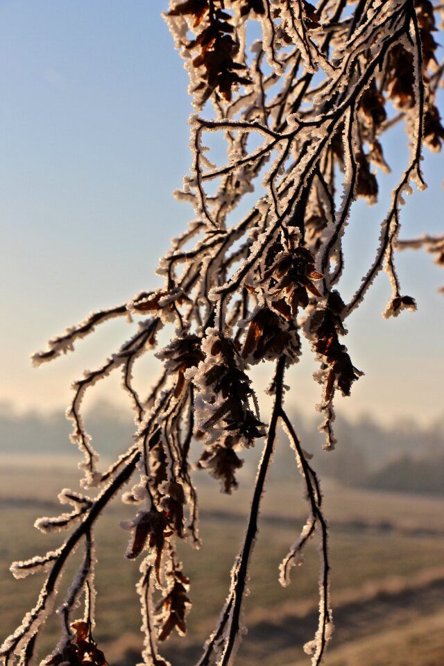 Branch wintry cold