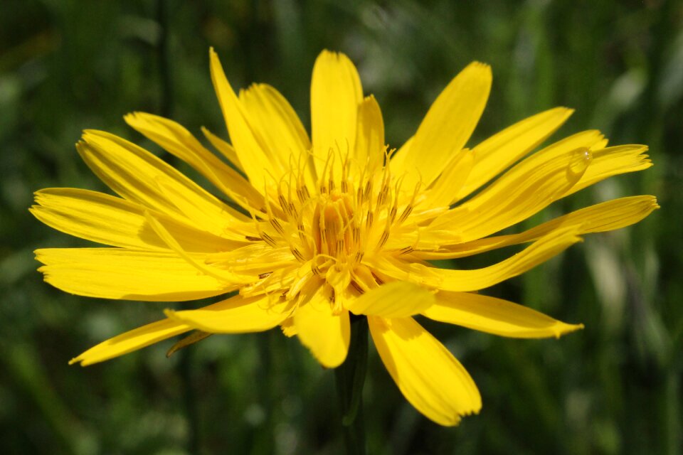 Pointed flower yellow flowers public record
