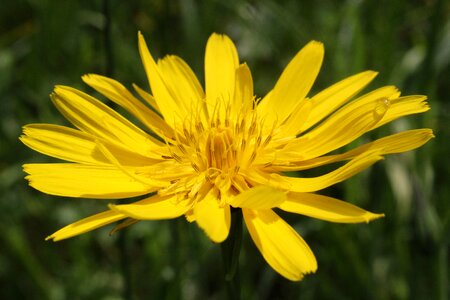 Pointed flower yellow flowers public record