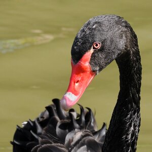 Black swan bird animal