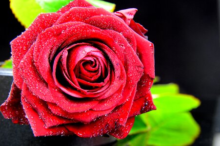 Flower rose petals plant
