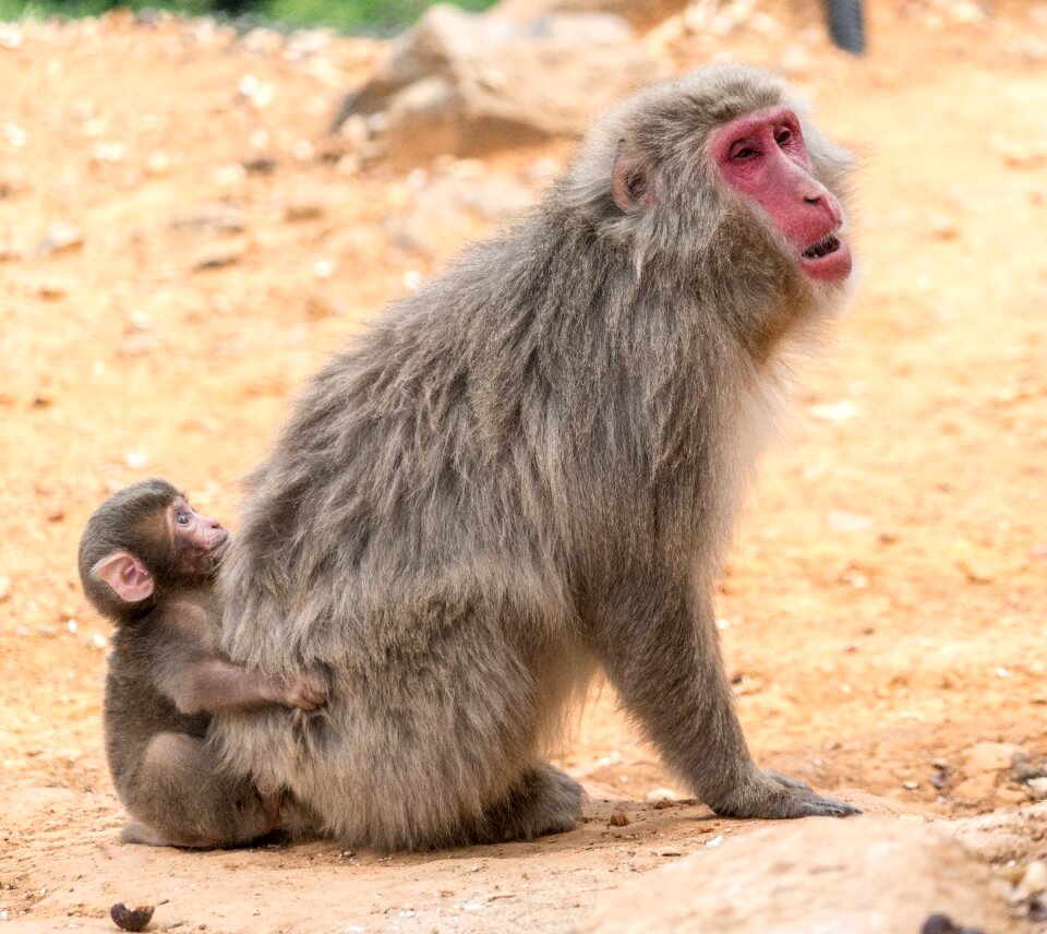 Monkeys mother baby