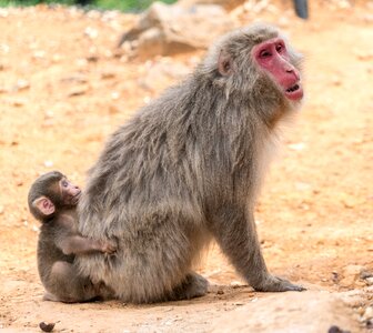 Monkeys mother baby photo