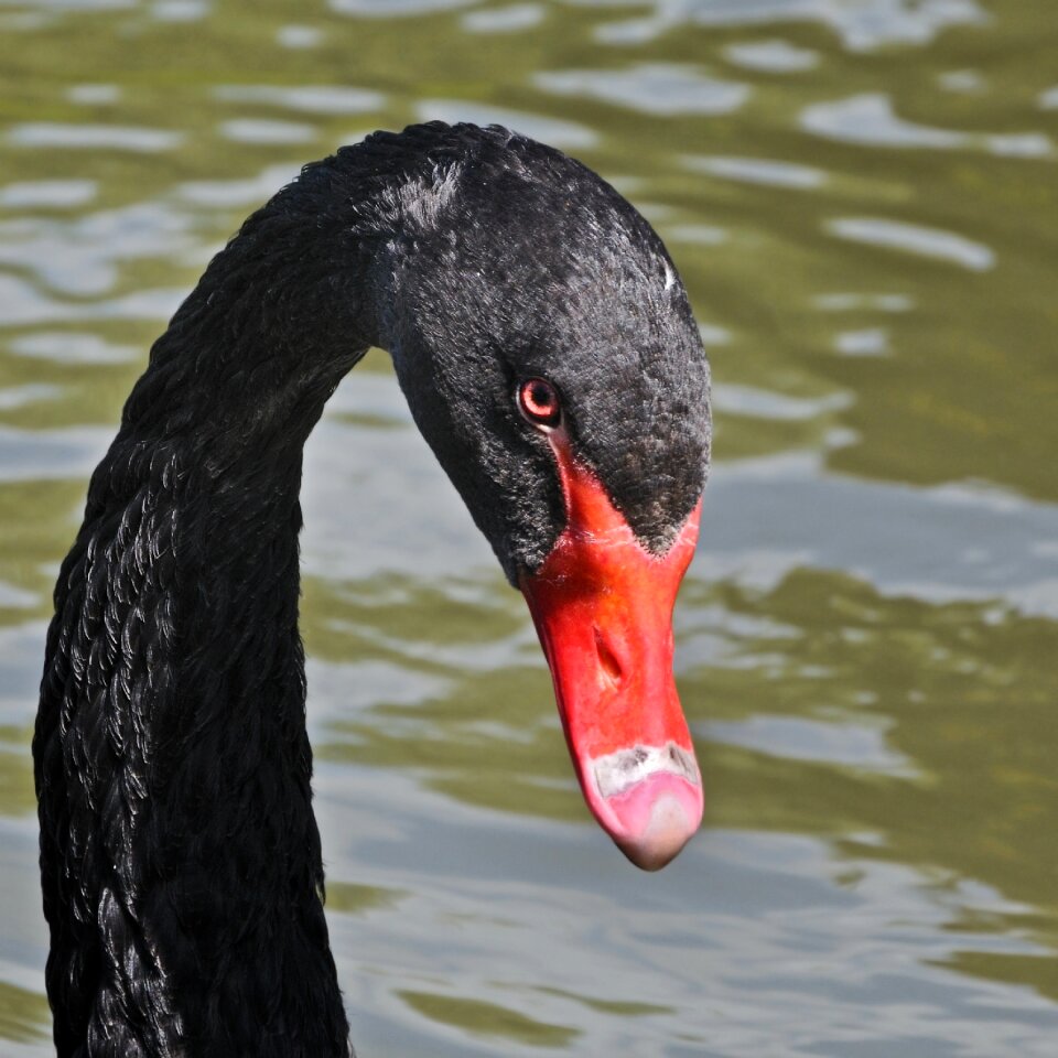 Black swan bird animal