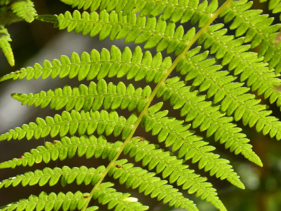 Detail green texture photo