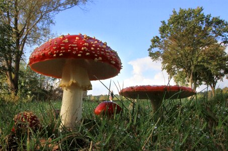 Meadow autumn mood red fly agaric mushroom