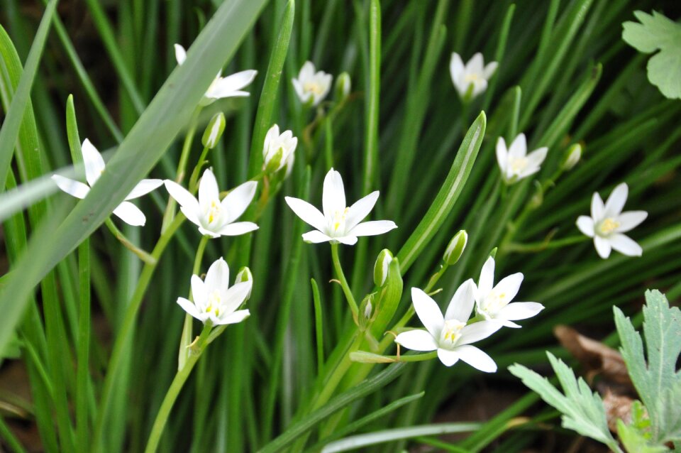 Flowers star of bethlehem christ