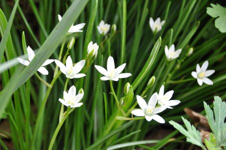 Flowers star of bethlehem christ