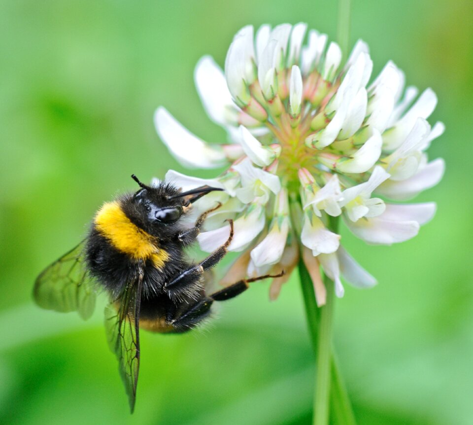 Insect forage macro