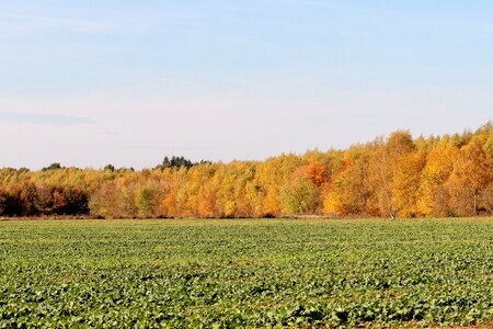 Golden autumn forest autumn mood