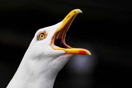 Alster hamburg seagull