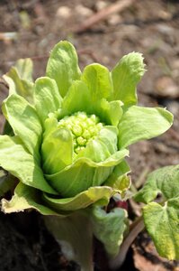Fukinoto spring edible wild plants