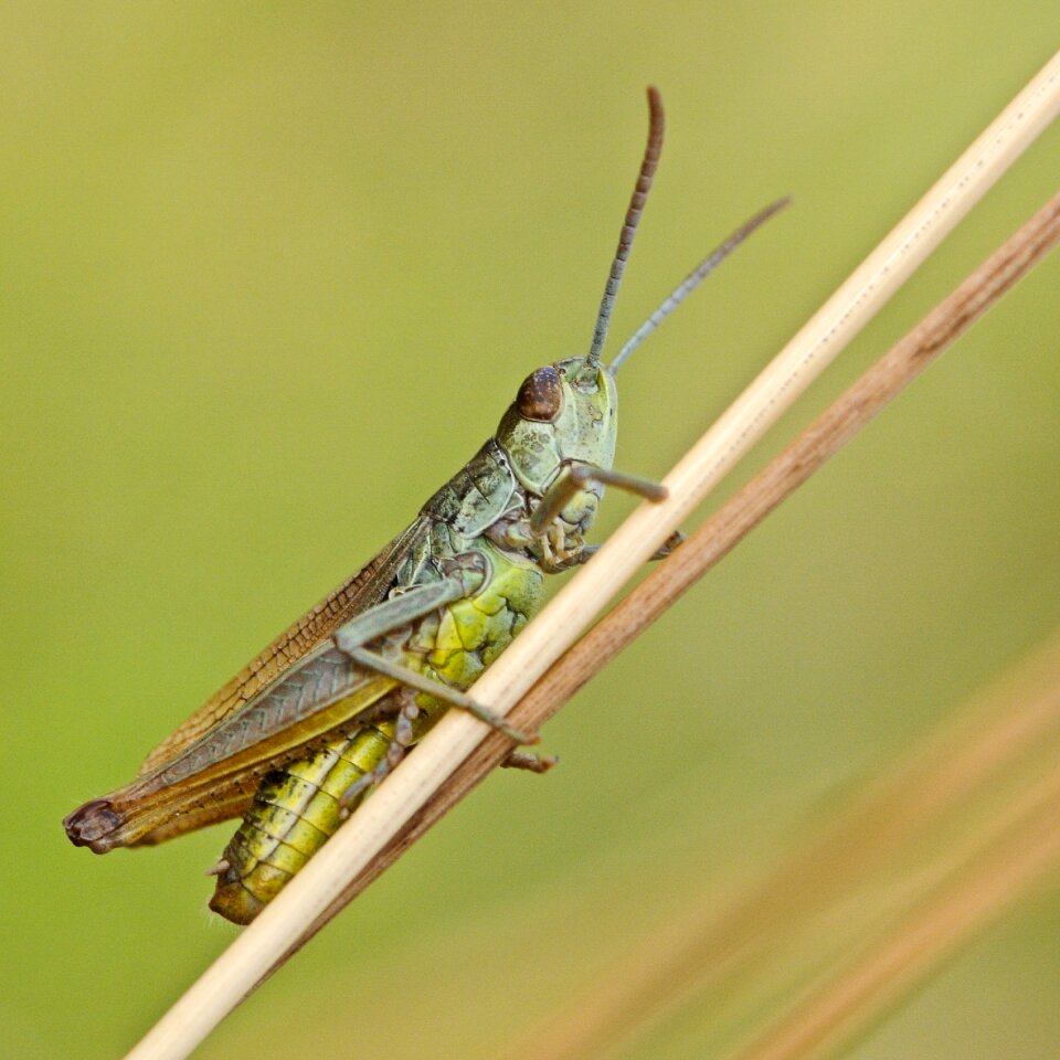 Desert locust insect macro