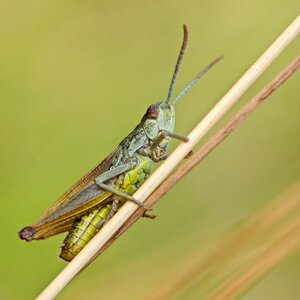 Desert locust insect macro