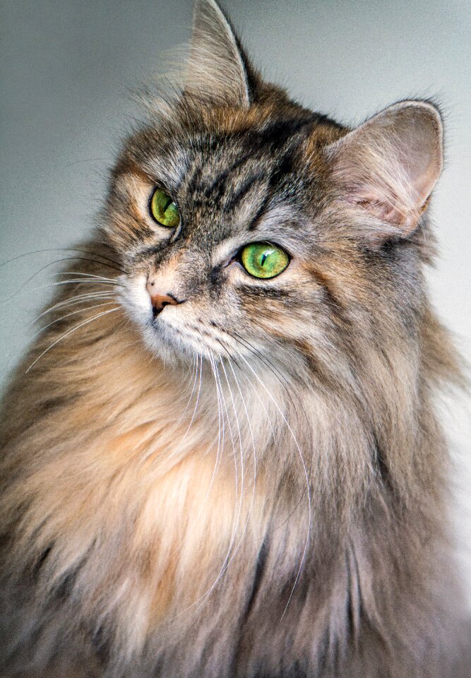 Green long hair animal
