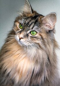 Green long hair animal