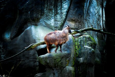 Zoo goat mountain