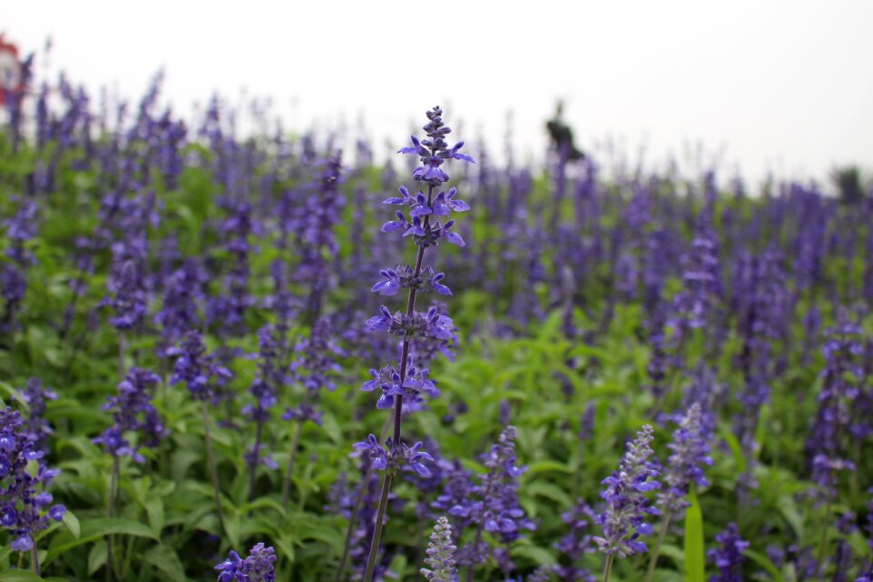 Lavender flowers nature