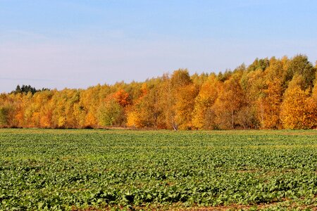 Golden autumn forest autumn mood