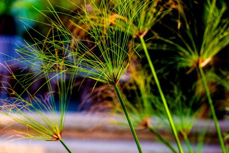 Nature grass outdoor