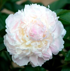 Bloom blooming botanic