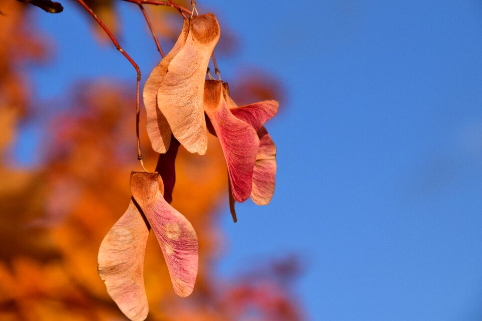 Golden close up red