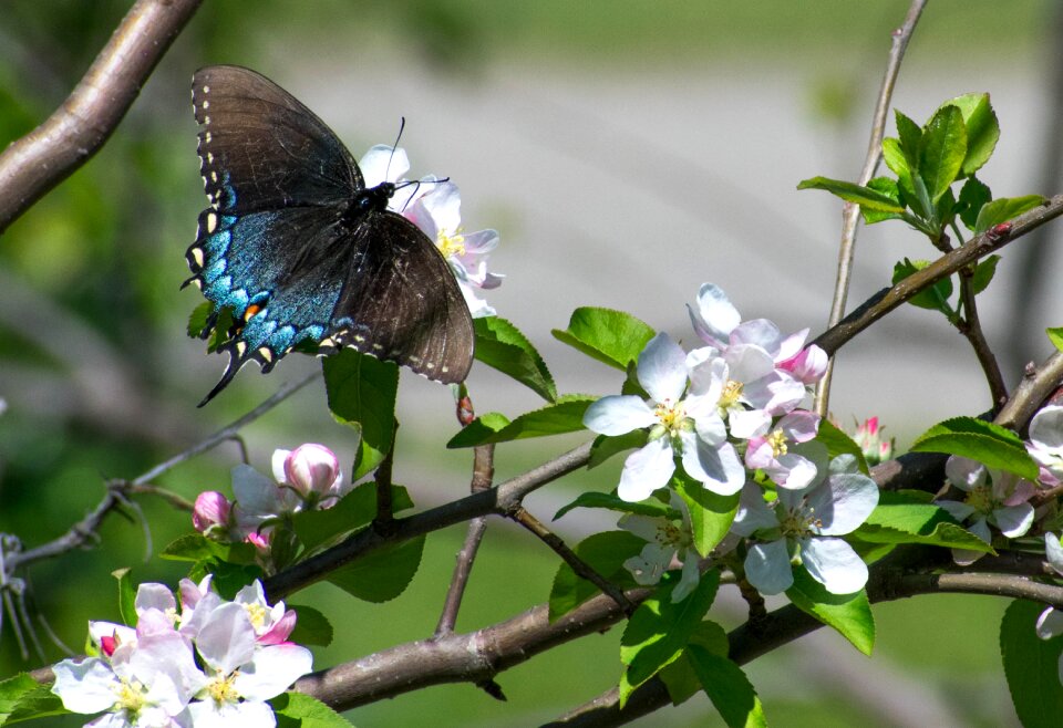 Flower summer spring