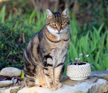 Domestic animal cute cat eyes