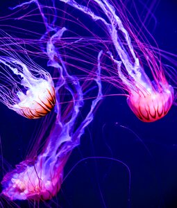 Fish aquarium fluorescent photo