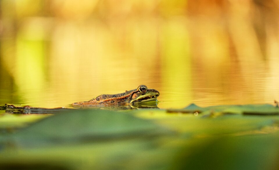 Amphibian pond nature photo