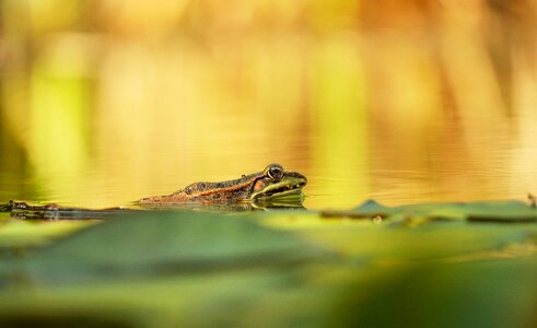 Amphibian pond nature