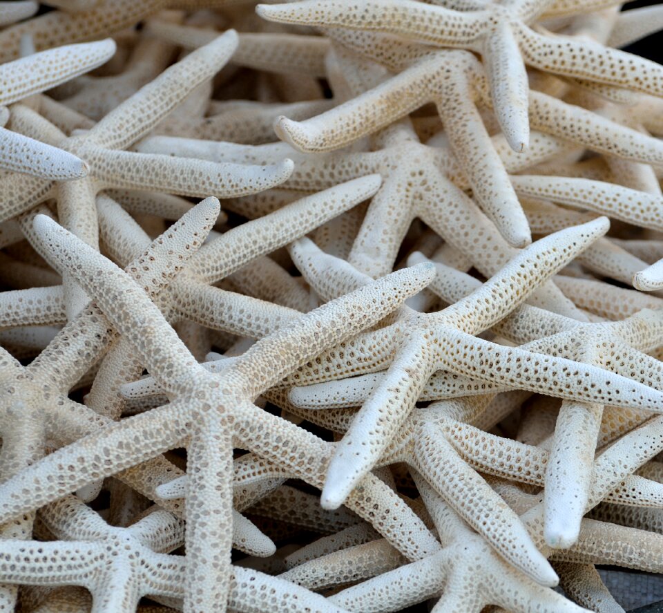 Beach ocean wildlife