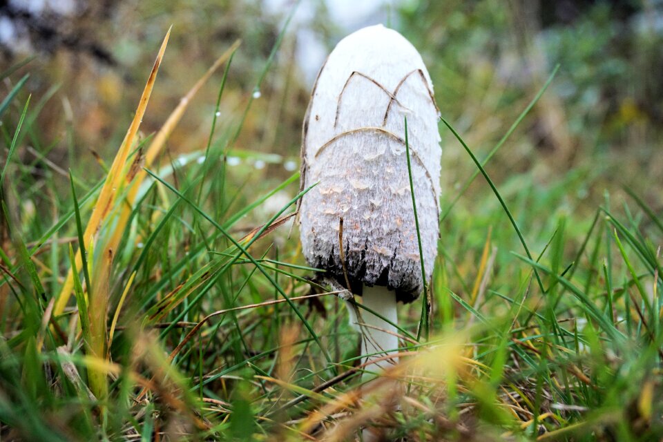 Nature mushroom picking schopf comatus
