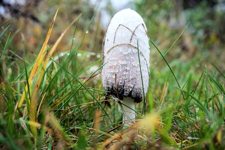 Nature mushroom picking schopf comatus photo