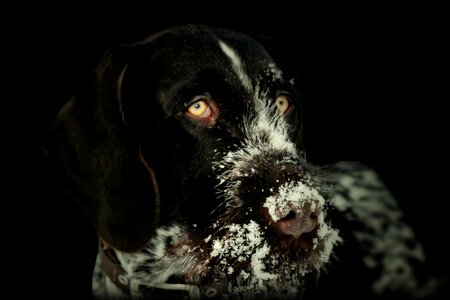 Hunting dog pet pet photography