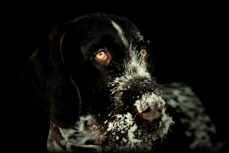 Hunting dog pet pet photography photo