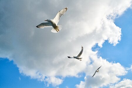 Day birds blue