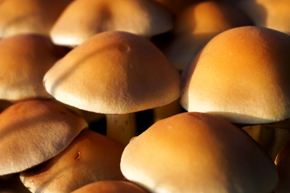 Autumn nature mushroom picking