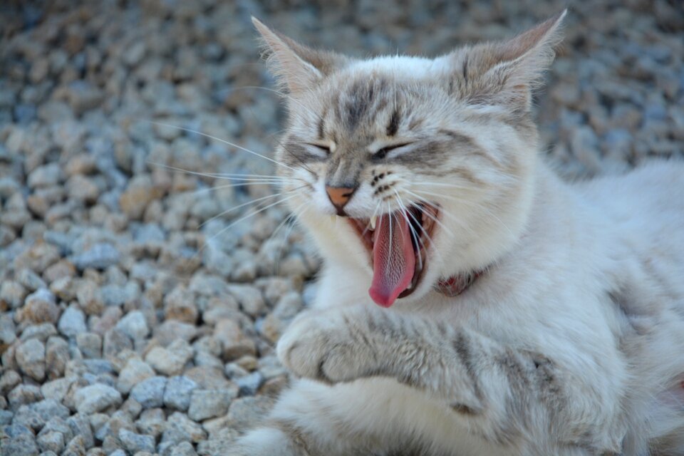 Feline animal domestic animal